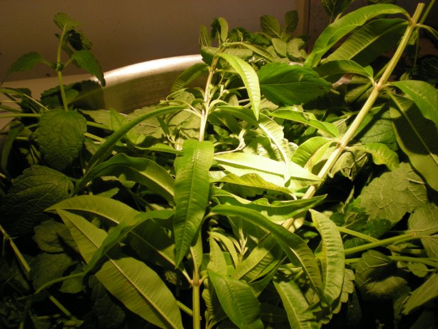 Lemon Balm and Lemon Verbena for Tea